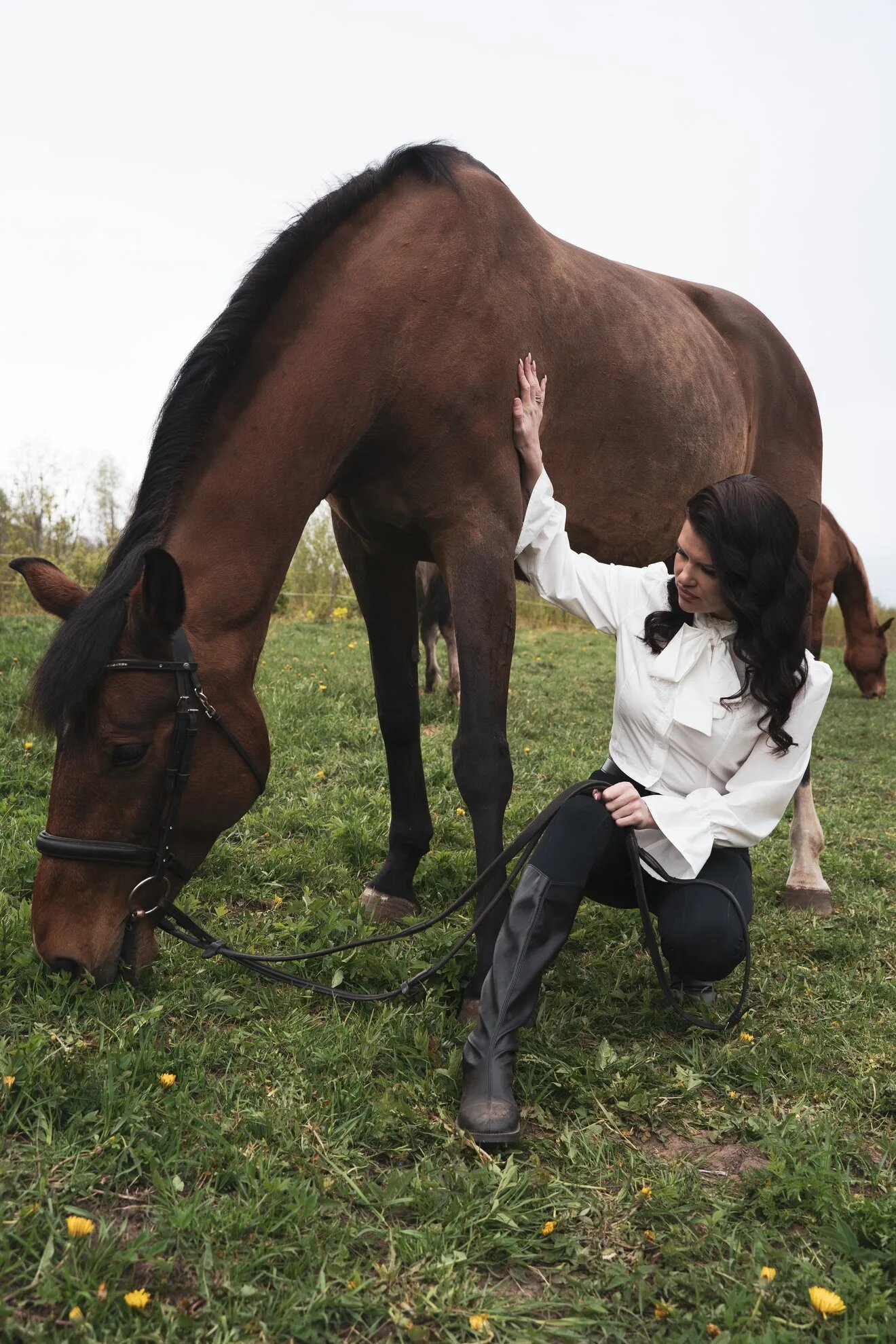 Horse in natural light